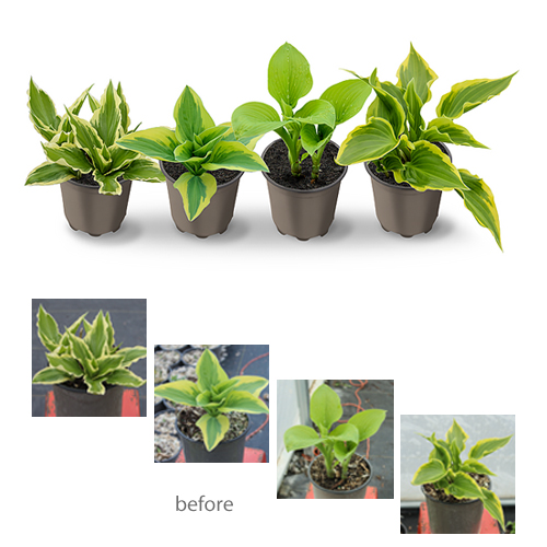 hosta 2